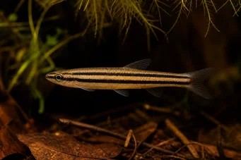 Nannostomus trifasciatus Poisson crayon à trois bandes