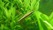 Nannostomus unifasciatus... Poisson crayon à une ba...