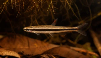 Nannostomus unifasciatus unifasciatus Poisson crayon à une bande