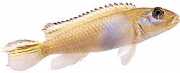 Nanochromis Nudiceps Nanochromis Nudiceps