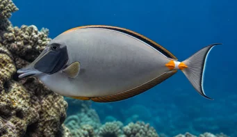 Naso lituratus Nasique à éperons orange