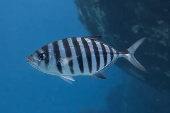 Naucrates ductor Poisson pilote