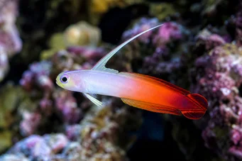 Nemateleotris magnifica Gobie de feu