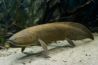 Neoceratodus forsteri Dipneuste australien, barramunda d'Aust.