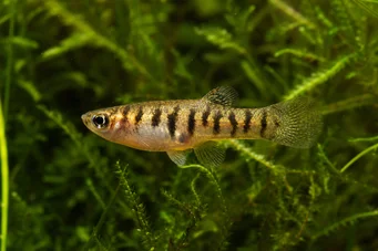 Neohaterandria elegans Hétérandria élégant