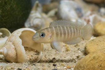 Neolamprologus brevis Brevis