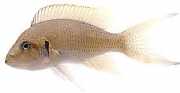 Neolamprologus brichardi Princesse du Burundi