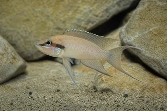 Neolamprologus brichardi Princesse du Burundi