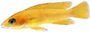 Neolamprologus leleupi Cichlidé citron