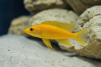 Neolamprologus leleupi Cichlidé citron