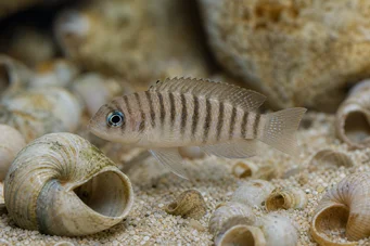 Neolamprologus multifasciatus Lamprologus strié