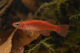 Neolebias ansorgii forme rouge Néolebias rouge de Ansorge