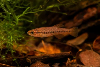 Neolebias ansorgii Characin de Ansorge, rouge du Cameroun