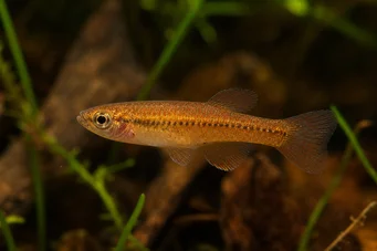 Neolebias kerguennae Néolebias de Kerguenn