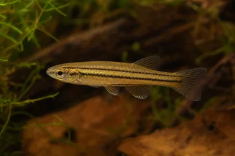 Neolebias trilineatus Characin africain à trois bandes