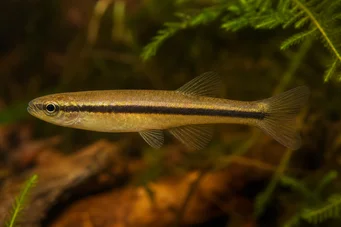 Neolebias unifasciatus Néolebias noir, characin africain à une bande