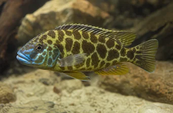 Nimbochromis venustus Venustus, Couve-gueule paon