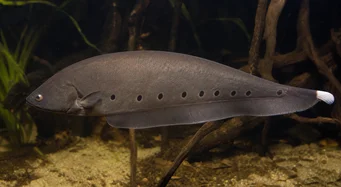 Notopterus afer Poisson-couteau