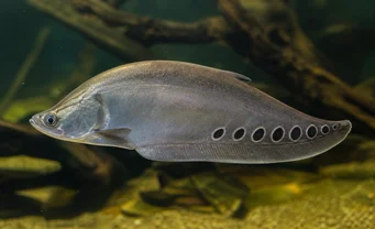 Notopterus chitala Poisson couteau