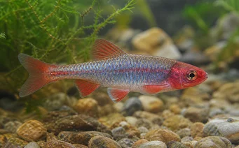 Notropis lutrensis Ide américaine à nageoires rouges