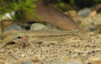 Odontocharacidium sp. aff. aphanes Tétra-plongeur nain vert