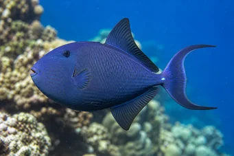 Odonus niger Baliste bleu