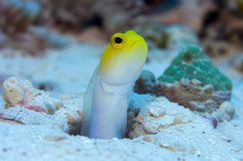 Opistognathus aurifrons Opistognathe à front doré