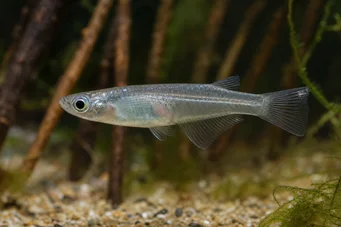 Oryzias melastigma Killi de Java