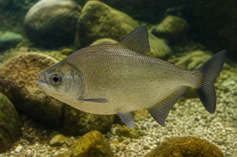 Ossubtus xinguense Pacou du Rio Xingu, pacou à bec d'aigle