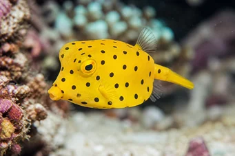 Ostracion cubicus Poisson-coffre jaune