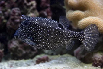 Ostracion meleagris Poisson-coffre pintade