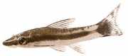 Otocinclus affinis Otocinclus nain