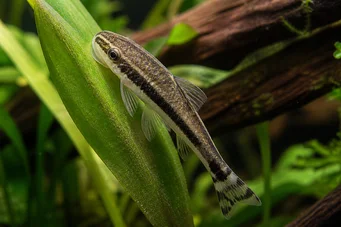 Otocinclus affinis Otocinclus nain