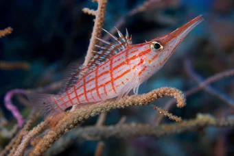 Oxycirrhites typus Poisson-bécasse écossais