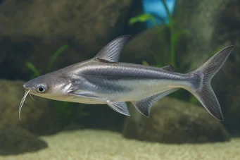 Pangasius sutchi Requin-silure