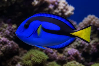 Paracanthurus hepatus Chirurgien bleu