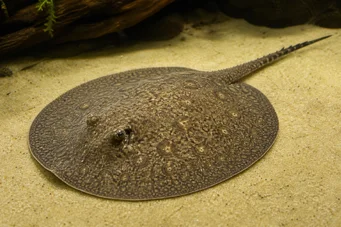 Paratrygon orbicularis Raie orbiculée