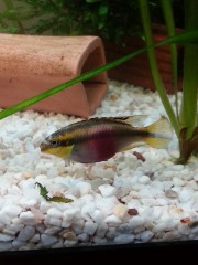 Pelvicachromis pulcher Cichlidé pourpre