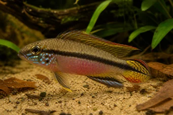 Pelvicachromis taeniatus Cichlidé émeraude