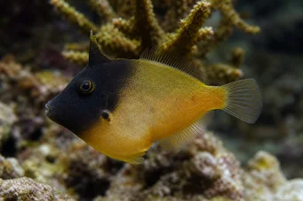 Pervagor melanocephalus Poisson-lime à queue rouge
