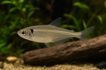 Phenacogaster pectinatus Pectinatus, tétra de verre à bande dorée
