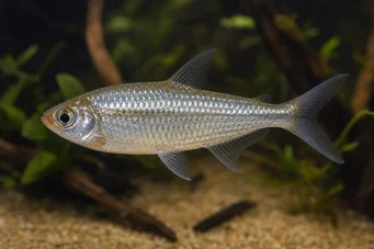 Phenagoniates macrolepis Tétra rouge du Panama