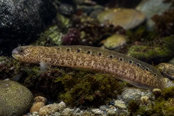 Pholis gunnellus Gonnelle