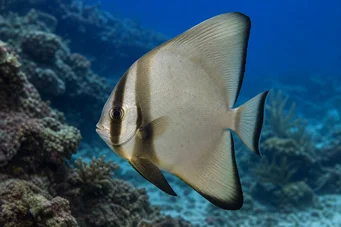 Platax orbicularis Poisson chauve-souris orbiculaire