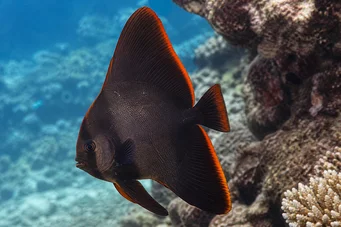 Platax pinnatus Poisson-chauve-souris rouge