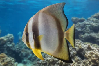 Platax teira Poisson chauve-souris à longues nageoires