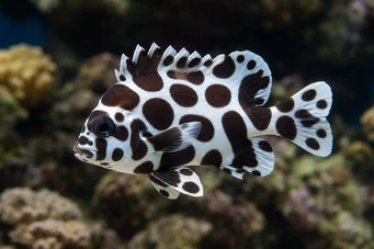 Plectorhinchus chaetodonoides Poisson-diagramme arlequin