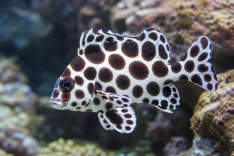 Plectorhynchus chaetodonoides Gaterin arlequin