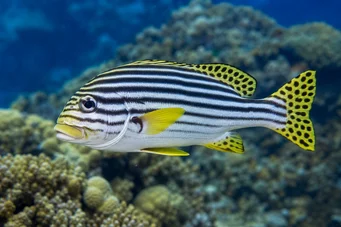 Plectorhynchus orientalis Gaterin oriental