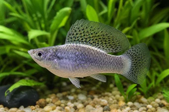 Poecilia latipinna Molly voile